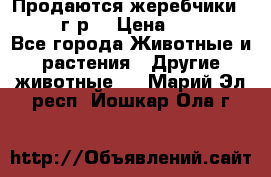 Продаются жеребчики 14,15 16 г.р  › Цена ­ 177 000 - Все города Животные и растения » Другие животные   . Марий Эл респ.,Йошкар-Ола г.